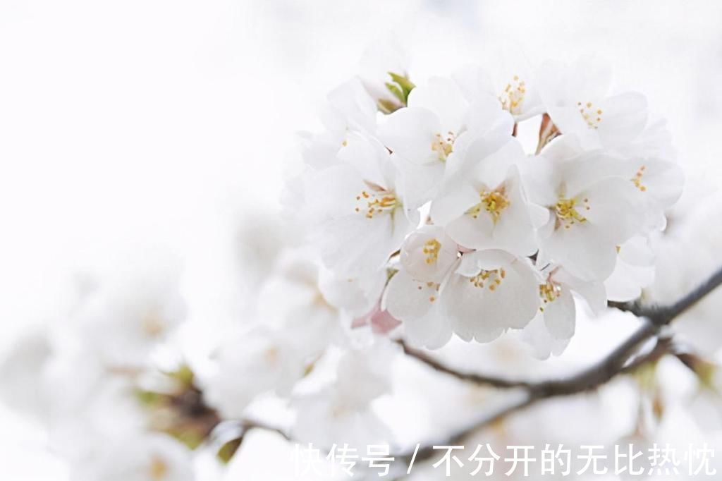 密州|苏轼遭遇双重打击，离开密州时写下《东栏梨花》，写出了人生至理