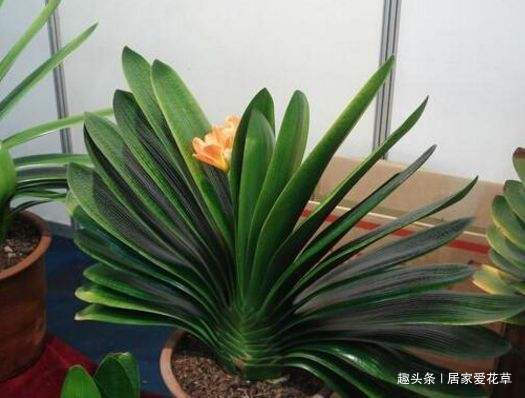 养君子兰,花盆里埋上10粒它,3个月蹿出4片新叶,开花50朵