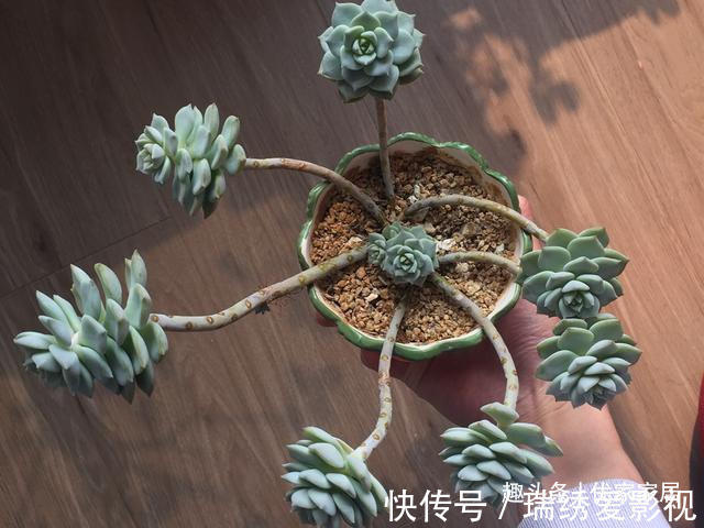 新手|公认的叶插能力很强的10种多肉,新手放心养,轻松变成多肉大户