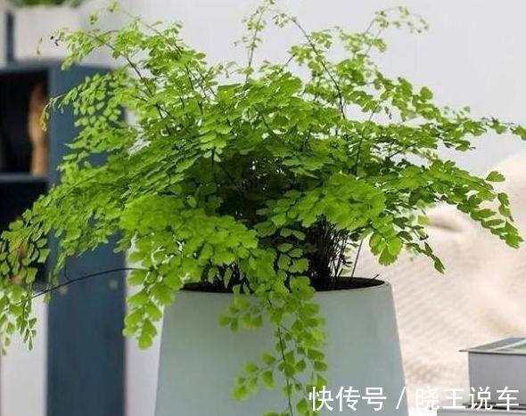 农历9月30日霜降后,养什么花?以下3种花,吉祥喜庆如意幸福