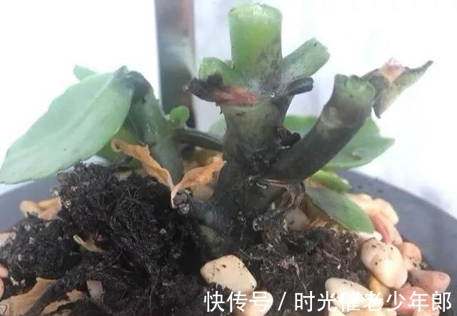 防腐剂|长寿花刚入秋就黑腐？做好3件事，入秋就猛长，冬天也能花开不断