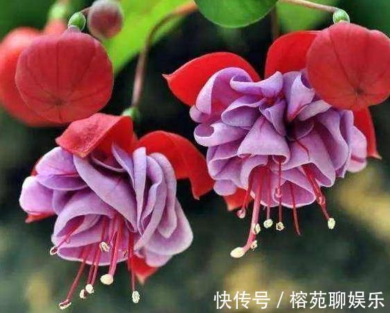 “高端名花”土星王阳台,丰腴婀娜,优美淡雅,堪称养花必备