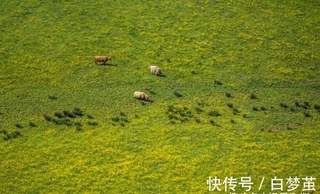 喜鹊|两周后，阴霾散尽，喜得良缘，邂逅真爱，喜鹊盘旋，珍惜姻缘