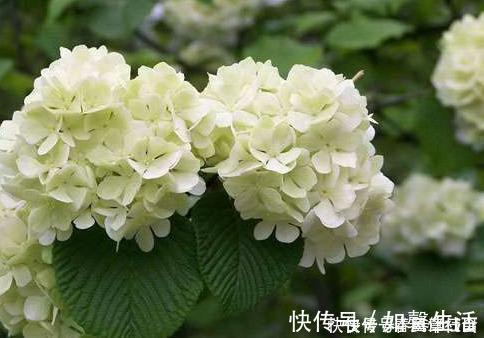 养护花卉,就养极耐寒,不怕热的花卉,好养易爆盆,美极了!