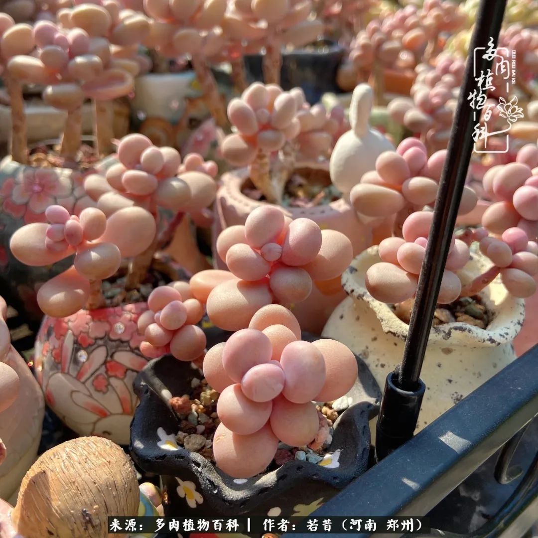 迷你小院儿,种满多肉、花草和蔬果,沉醉在自己的世外桃源!