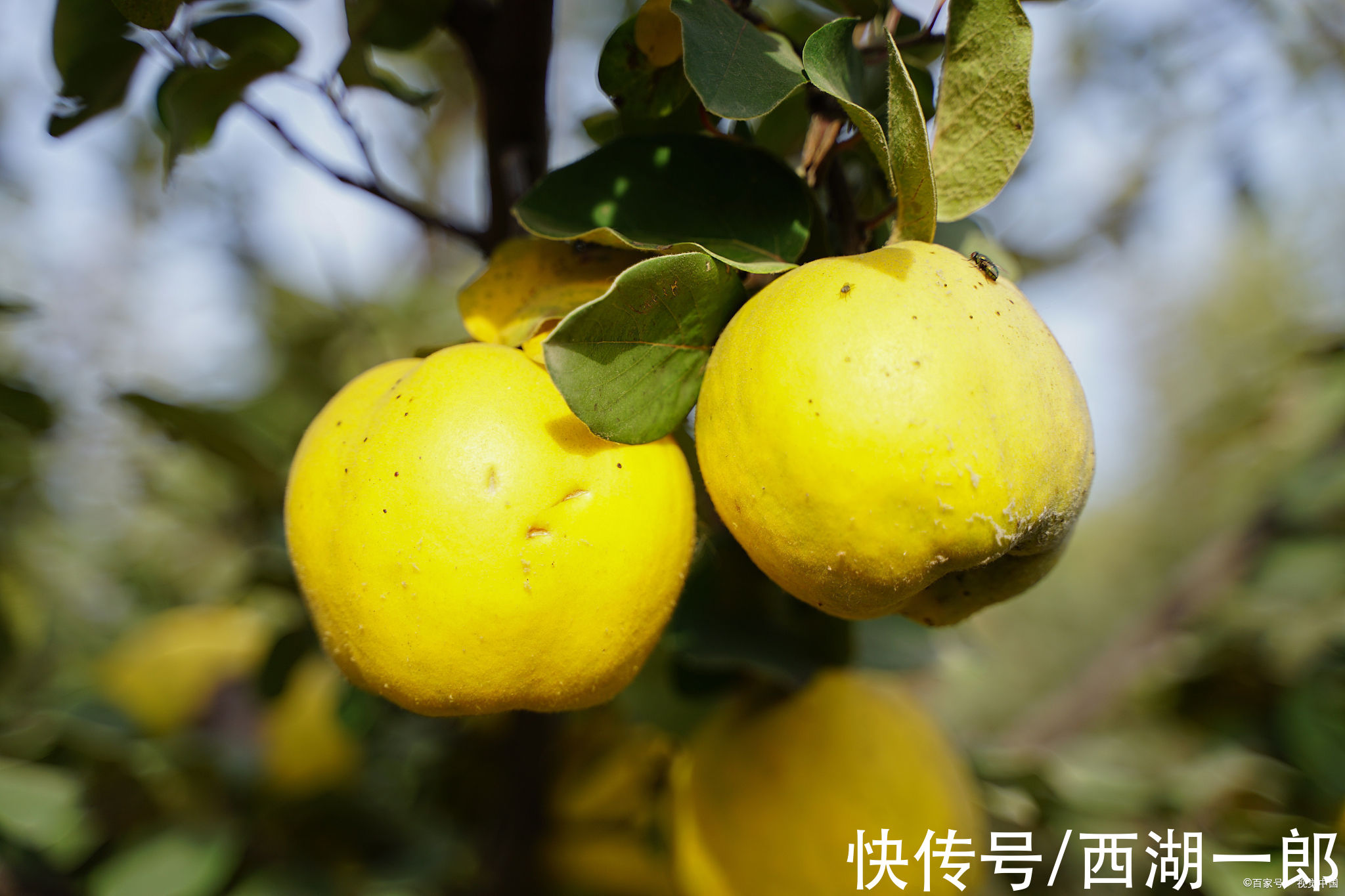 食物|女性抗衰好食物，疏血管清毒素，宫延楼分享