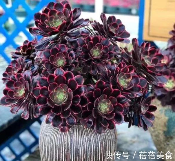 养多肉黑法师,掌握4个要点,叶片光泽长势好,养成群生手捧花