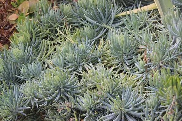 养殖''懒人花''多肉植物,盆栽牢记4点,个个染上漂亮糖果色