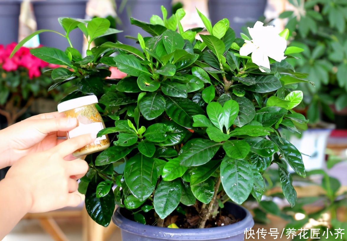别人的栀子花叶绿新芽多，自己总是养不好，原来是这些事情没做好
