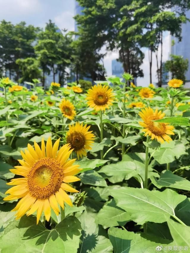 向日葵|好火！10000m金黄色花海！错过又要等！