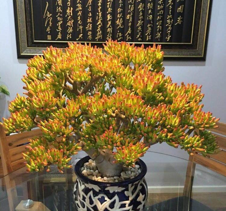 繁茂|吸财树怎么养?简单3步,枝叶繁茂、颜色漂亮、变成茁壮的老桩