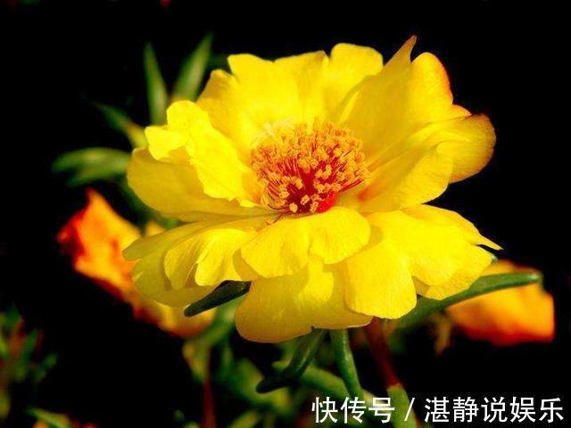 倒伏|太阳花根茎软倒伏不开花,抓紧时间“剃光头”,夏末还能开一茬