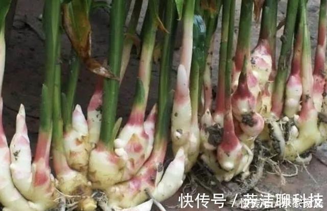 生姜|切2块“生姜”放盆里,15天后“冒小芽”,2个月成盆景,采挖一茬