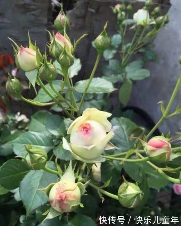 肥料|月季花冬天不用追肥,肥料使用分阶段,切记不可乱用,以免烧根