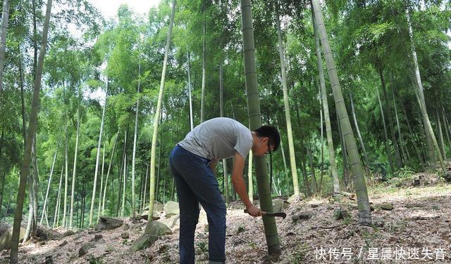装进去|你知道竹酒是怎么装进去的吗都有哪些过程看了这个就知道了