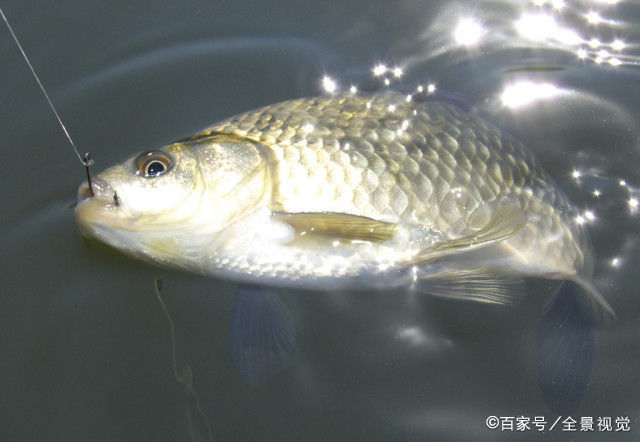 初春回暖垂钓依然有难度，不掌握这些技巧，爆护是不可能的