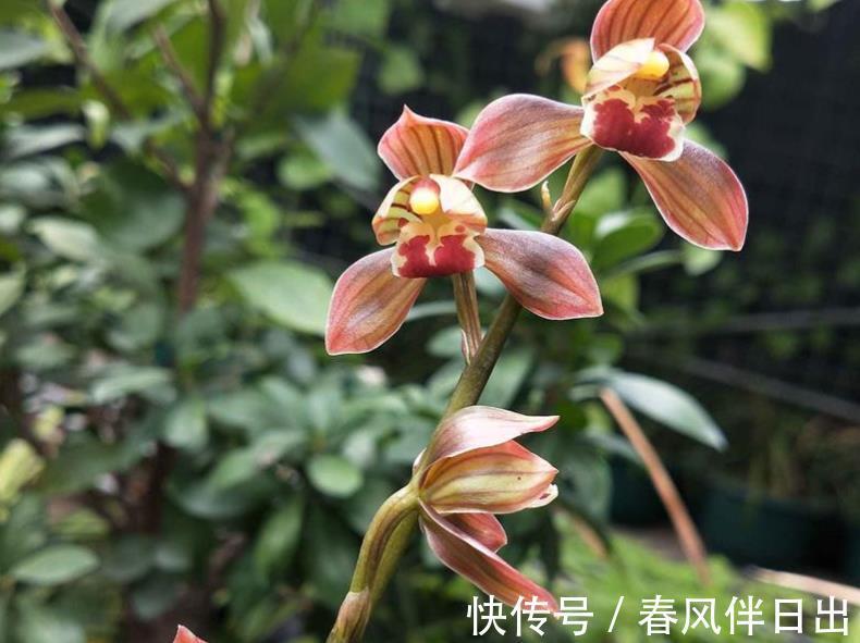 兰花|墨兰红神荷,一款品相独特的兰花,盆栽花大色艳,拍照十分美