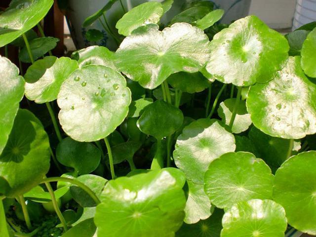 家里养了3种吉祥花,一年四季招财纳福,寓意好价值极高