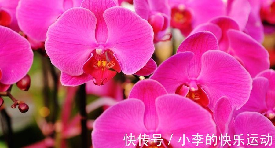 花卉|最抢手的年宵花,喜庆又吉祥,放在家里,热闹过新年