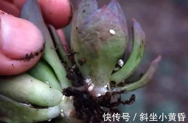 养护|多肉是懒人植物是花店老板最善意的谎言,尤其是病虫害,懒真不行