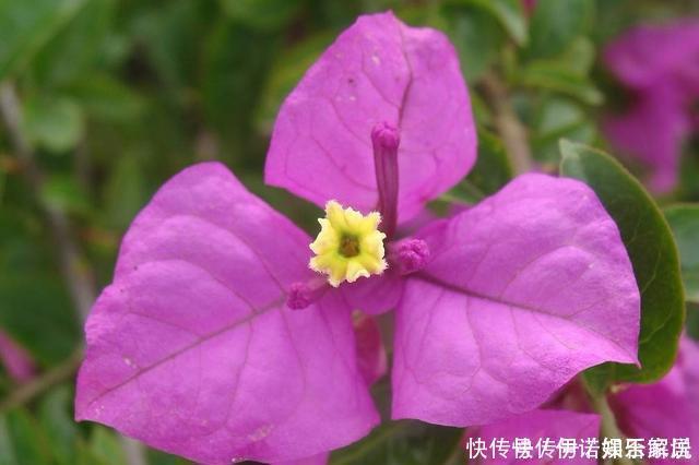 花卉|茉莉、三角梅开得旺,土里两种花肥很重要,添一点就有明显效果