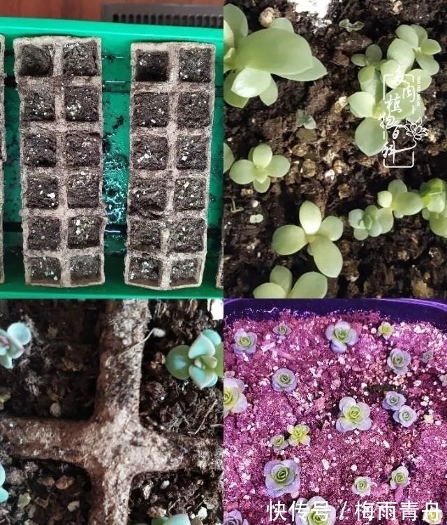 爱上多肉：何须浅碧轻红，自是花中一流！