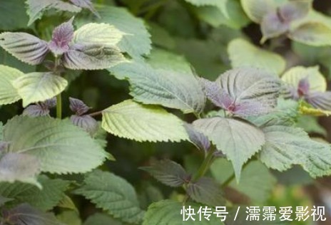 本草衍义|这种植物叫做紫苏，对人体的好处多多，在中医历史中影响非凡呢！