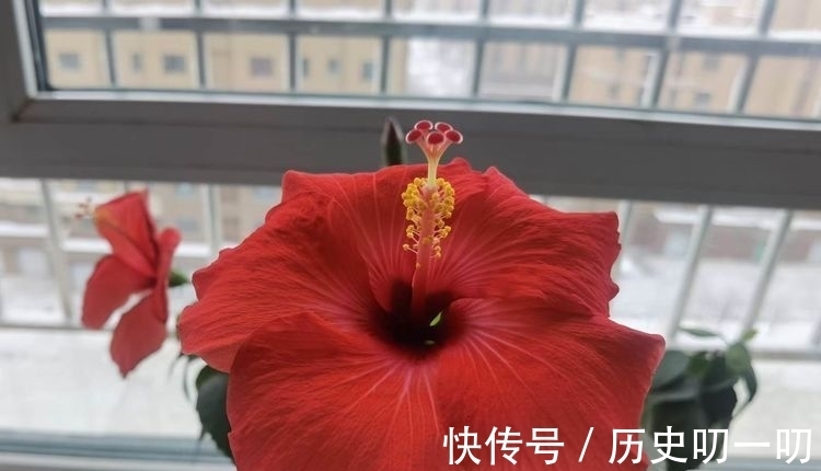 爱暖$元旦抒怀(诗七首)