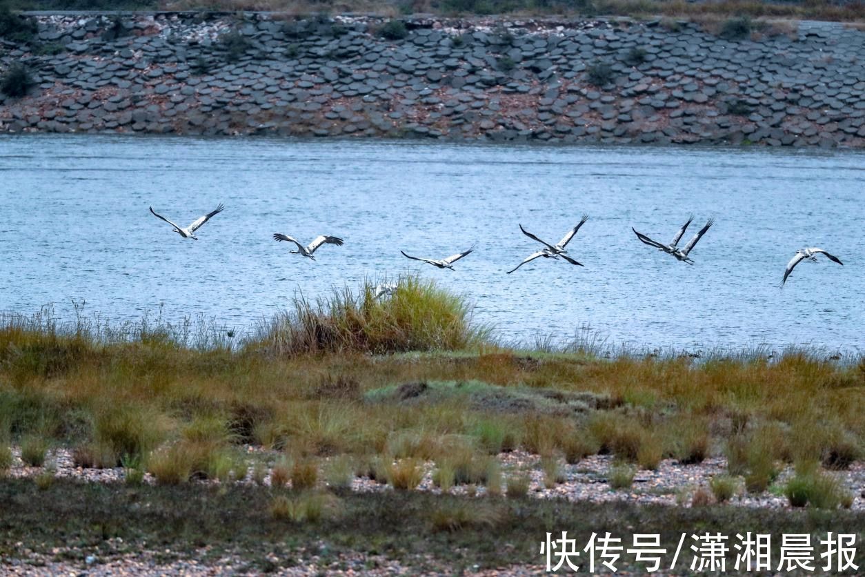 灰鹤|美！灰鹤首次“做客”湖南衡山萱洲国家湿地公园