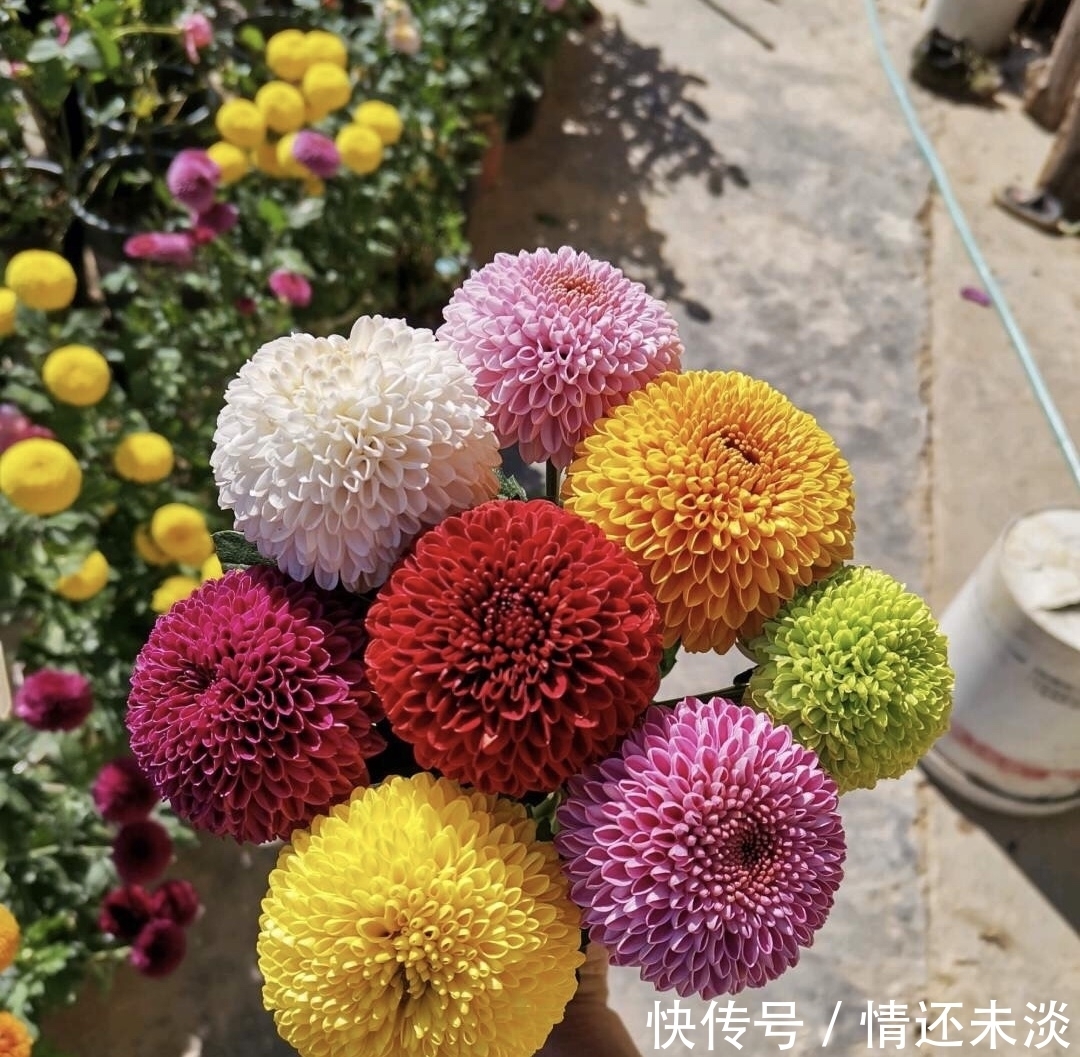 菊花上千种,石头最喜欢1种,花苞像“乒乓球”,1年开两次