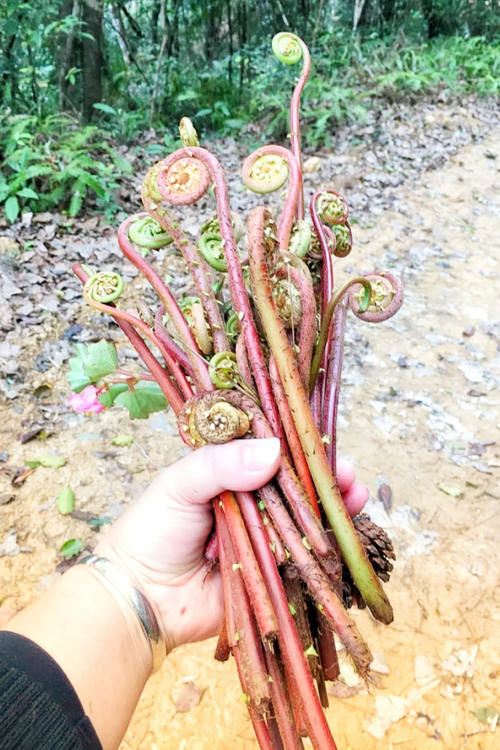 春季“山野八宝”，不管贫富都建议多尝尝！鲜嫩营养，碰到别手软