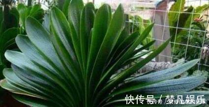 柳树枝|天凉后,君子兰浇上养根水,长出格格叶,一窜3箭花,超好用