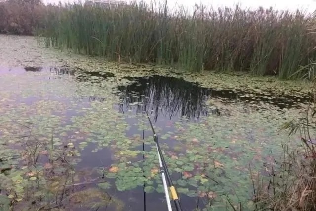 钓位|冬季正是钓鲤鱼旺季!只要掌握技巧,平时见不到的大鲤鱼频繁咬钩