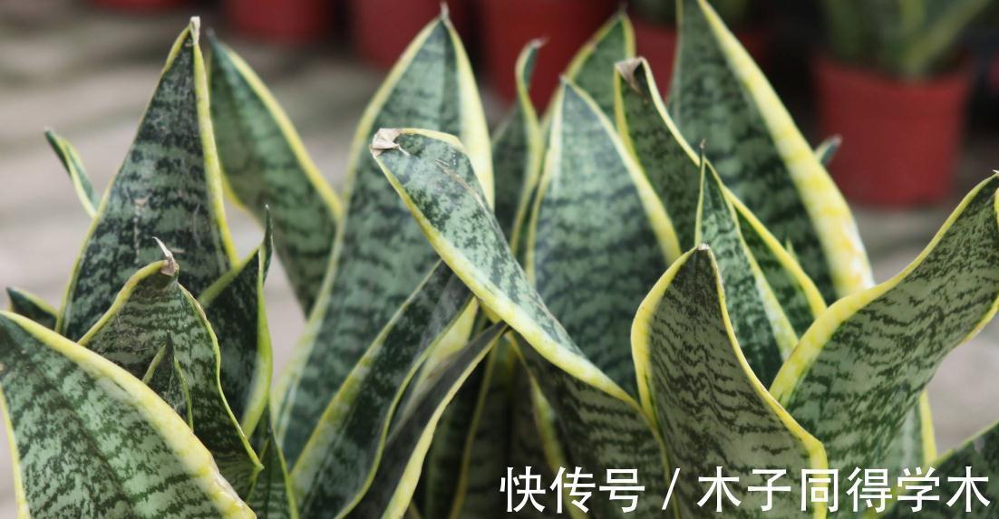 怎么才能让虎皮兰快速爆盆