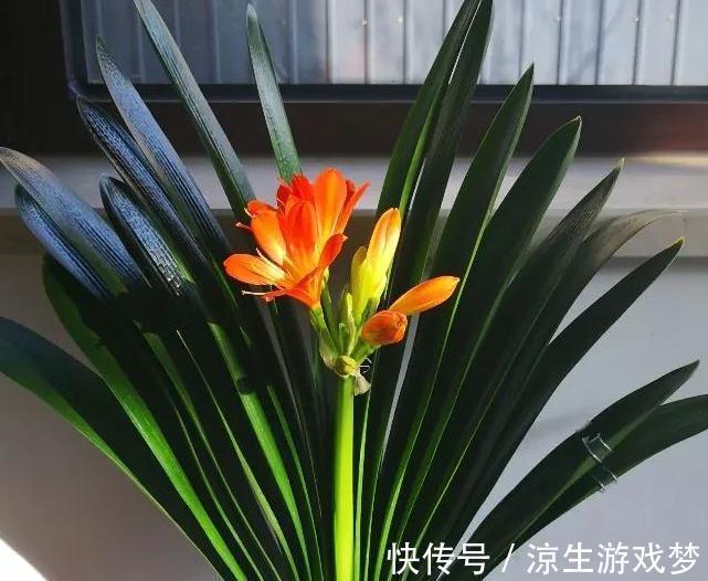6种花不好养,太难伺候了,不适合新手花友