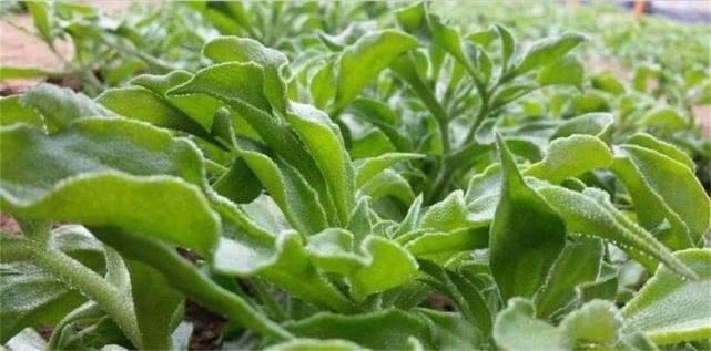 滋养|人到中年想长寿,可常吃4种食物,减脂清肠,滋养身体,不妨一试