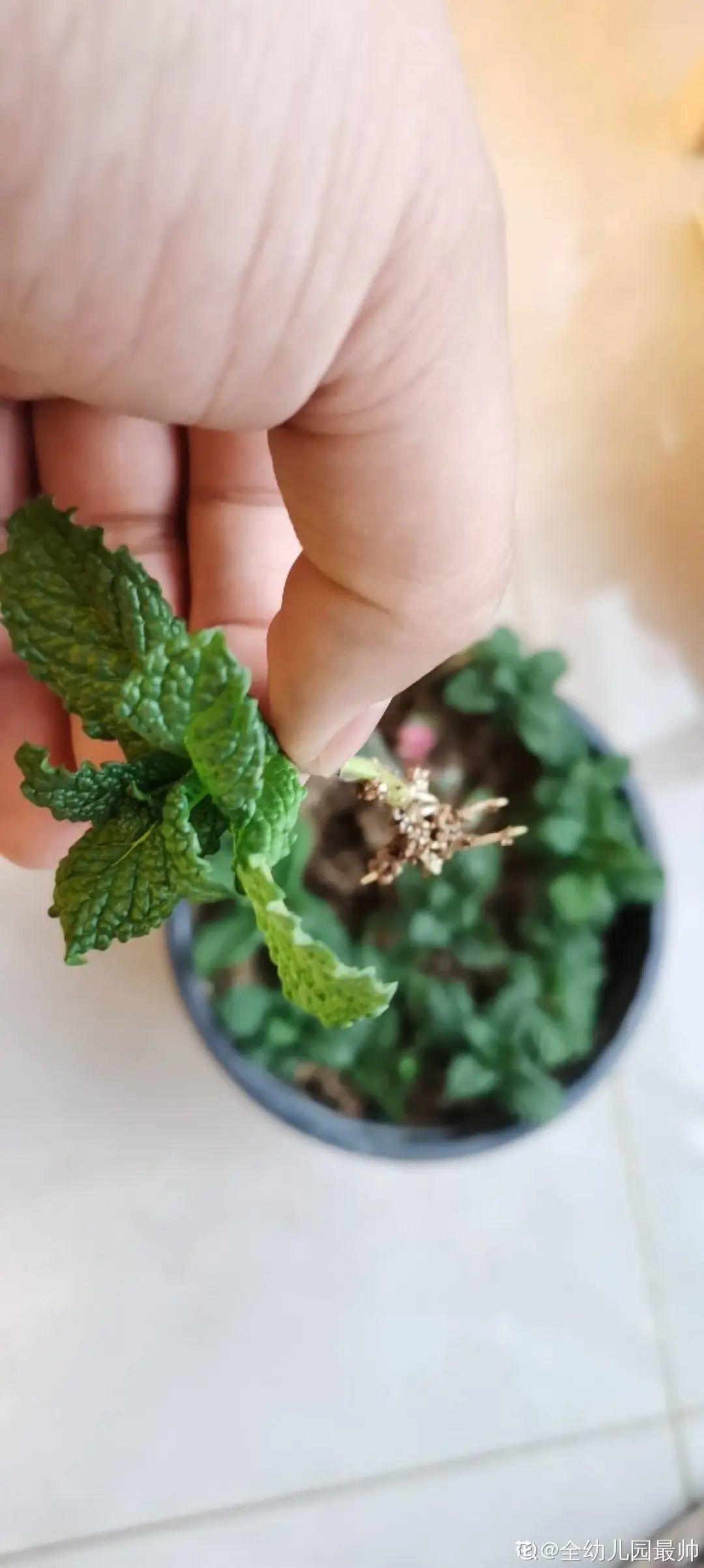 叶片|8种花夏天太容易死,现在赶紧扦插,死了也不心疼!