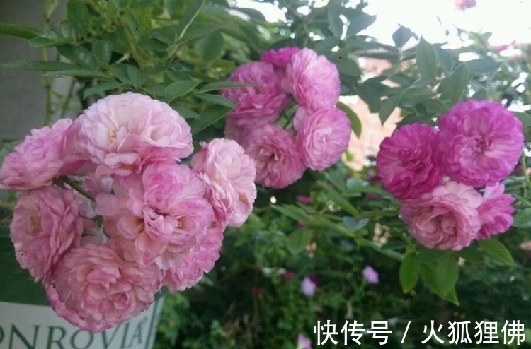 种花人|阳台养花,不妨养这些花卉,一年就能长成瀑布,花开美艳成花海