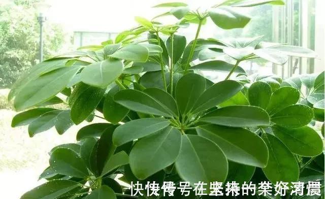 生根|这4种花，剪个枝插水里，10天就生根，当下季节最佳