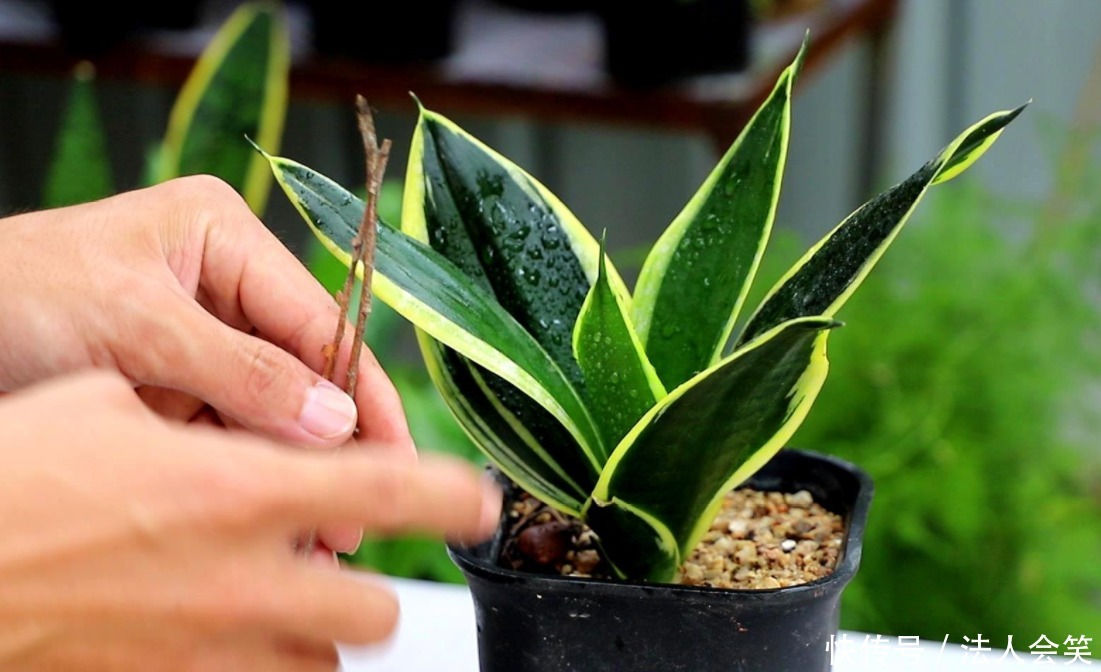 侧芽|学2招,让不爱出芽的虎皮兰接二连三地往外冒新芽吧!