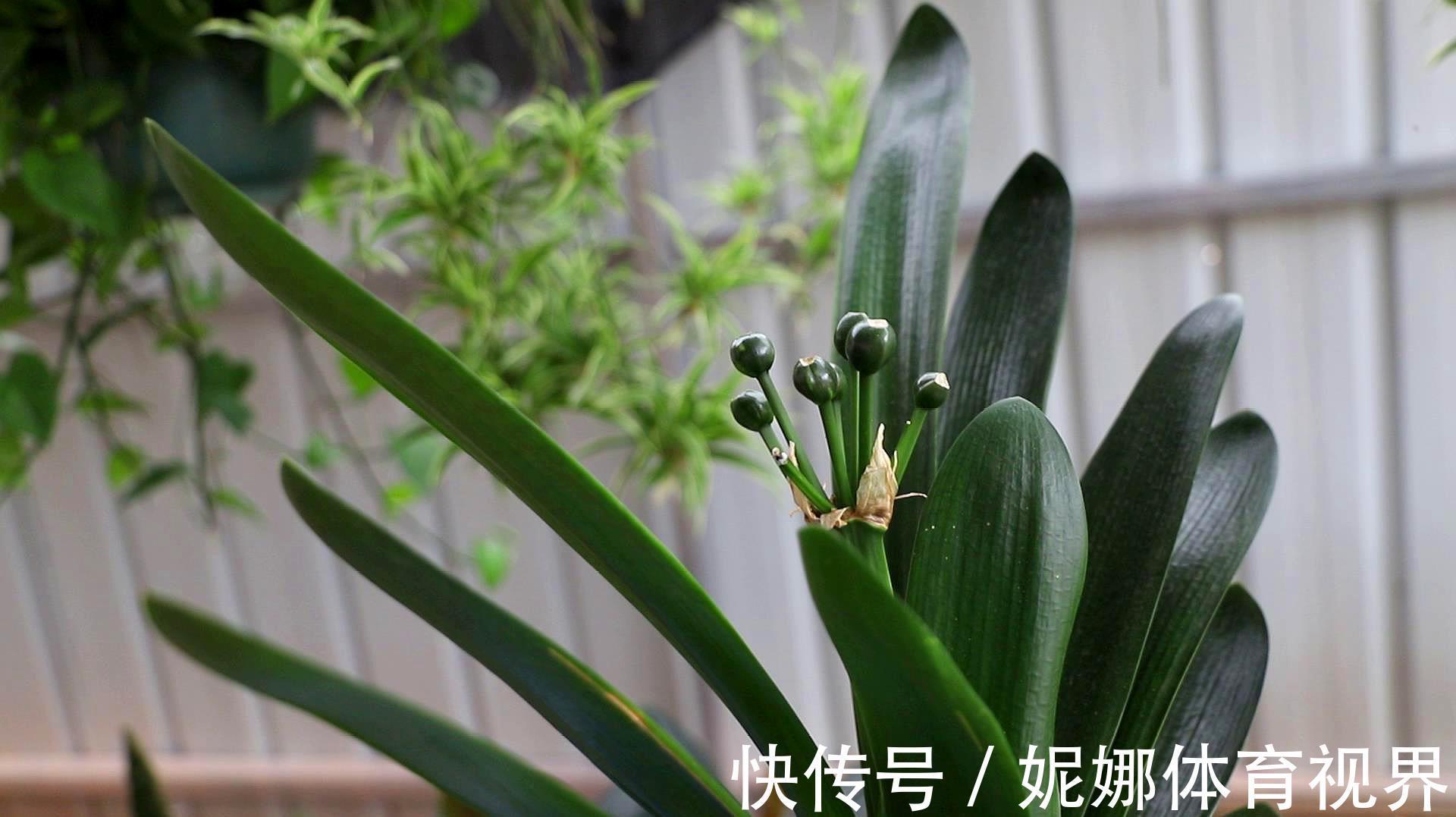 李大姐养君子兰,年年开大花,有吉祥好兆头,原来是她做对5件事