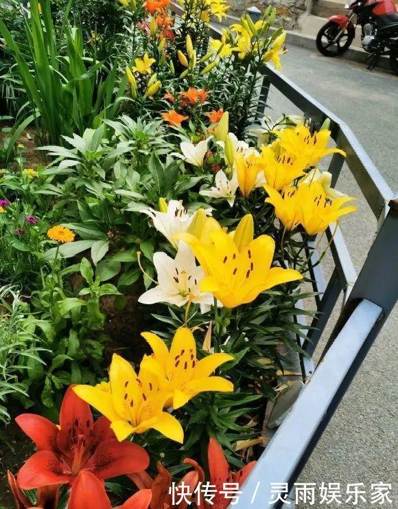 70岁老妈,一天也闲不住,院子里种满了花!
