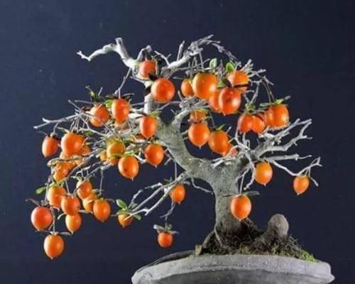 柳条水能浇什么花？