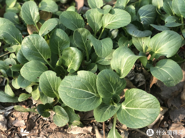 入冬以后，萝卜白菜靠边站，它才是“冬菜之王”，鲜嫩当季要常吃