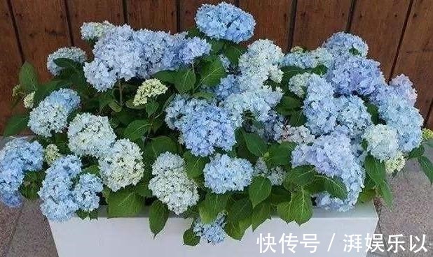 蓝冰|人见人爱“大绣球”,做到几点咋养都活,“红蓝相映”,变换无穷
