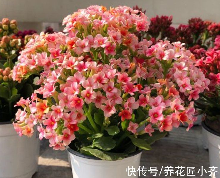 长寿花养成“花球”很简单,春季扦插一棵小苗,秋季就能开成花球