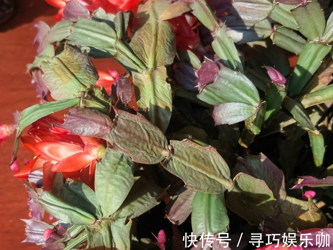 9种花特怕冷,低温浇水容易冻死,夜晚套袋子保暖