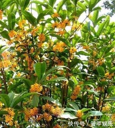 桂花不仅仅是一种美丽的花,它还有一定的功效与作用