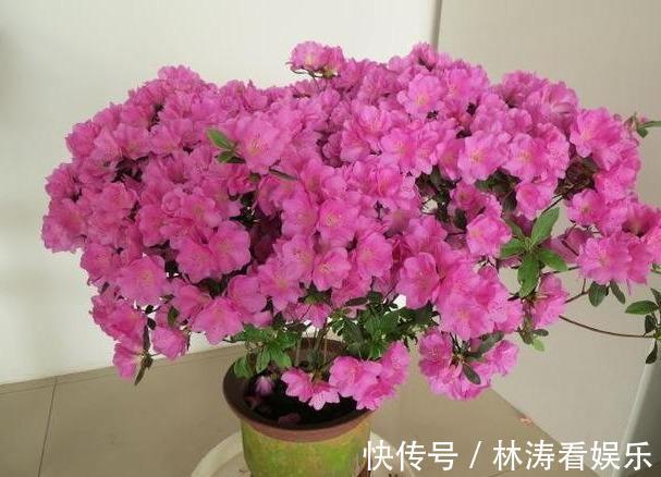 养分|杜鹃花谢后，咔咔“剃光头”，来年开花量，多了好几倍