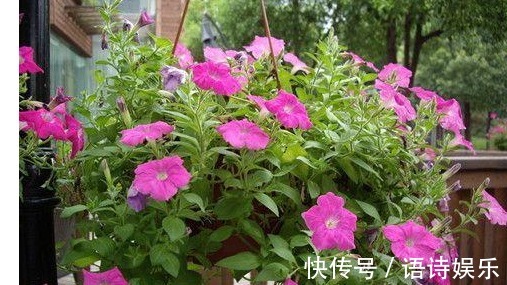 丝瓜筋|翻盆的时候放入以下东西,一年都不用施肥助你叶翠花靓!